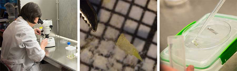 Left to right: Raquel Folgado sits at a microscope, under sterile conditions, and extracts tissue located in what is known as the shoot apical meristem of an Aloe fievetii (photograph by Kate Lain); extracted A. fievetii tissue viewed under the microscopeâs lens (photograph by Raquel Folgado); Folgado places the plant tissue in a micro-droplet of solution on a small rectangle of aluminum foil (photograph by Kate Lain).