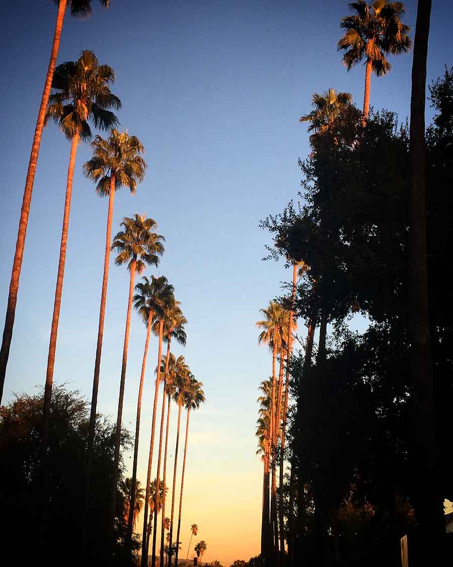 Palm trees line Lake Avenue, one of the thoroughfares in Pasadena that Butler wrote about in her journals. Photo courtesy of Lynell George.