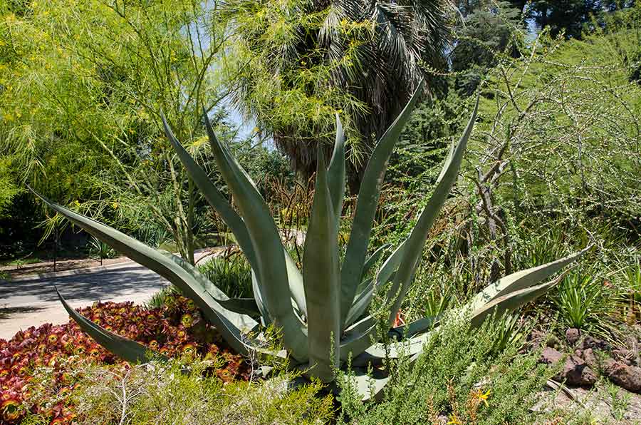 An Agave mapisaga ‘Lisa’ in The Huntington’s Desert Garden, 2019. In 1951, when scientists from the U.S. Department of Agriculture’s Division of Plant Exploration were searching for plants that could produce cortisone, The Huntington sent them more than 2,000 pounds of agave leaves and other material. Photograph by Lisa Blackburn.