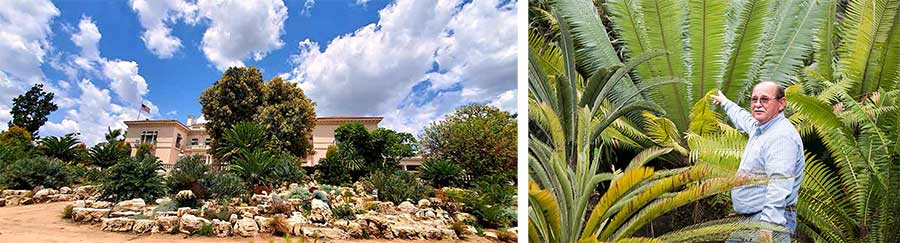 Left: Lead project gardener Gary Roberson works in The Huntington’s new hillside cycad garden, a dramatic showcase for thousands of plants donated by the late Loran and Eva Whitelock. Photo by Scott Berger. Right: Jim Folsom, in 2014, standing among several species of Dioon cycads in the garden of Loran Whitelock (1930–2014), author of The Cycads, the standard guide to the plants. Photograph by Kate Lain.