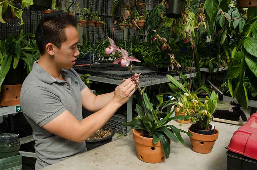 Orchid collection specialist Brandon Tam pollinates a Paphiopedilum delrosi in a Huntington greenhouse. The Huntington Library, Art Museum, and Botanical Gardens.