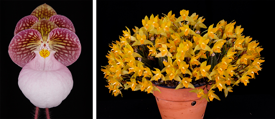 Two of The Huntington’s award-winning orchids. Left: This Paphiopedilum micranthum ‘Huntington’s Perfection’ FCC/AOS received the Merritt W. Huntington Award for “Most Outstanding Orchid” in 2015. Right: Lycaste consobrina ‘Huntington’s Finest’ AM/AOS CCE/AOS received the Butterworth Award, which goes to the grower of the plant exhibiting the finest orchid culture, and also received the Benjamin C. Berliner award, which is given to the most outstanding example of the genus Lycaste or its closely allied genera. At the time of judging, it had a total of 287 flowers and seven buds. Photographs by Arthur Pinkers.