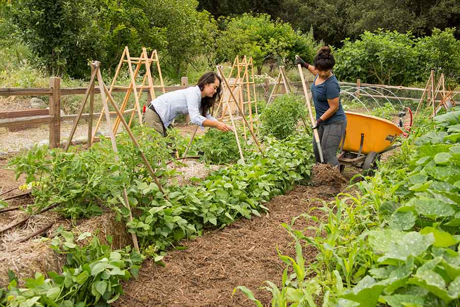 At The Huntingon’s Ranch Garden in 2017, Kelly Fernandez (left), head gardener of the Herb and Shakespeare gardens, built a framework to support vegetables growing in straw bales, while Emma Ho’o—a plant science major from California State Polytechnic University, Pomona, at the time—spread mulch between the rows. The Trustees of The Huntington recently passed a resolution to rename the Ranch the James P. Folsom Experimental Ranch Garden. Photograph by Kate Lain.