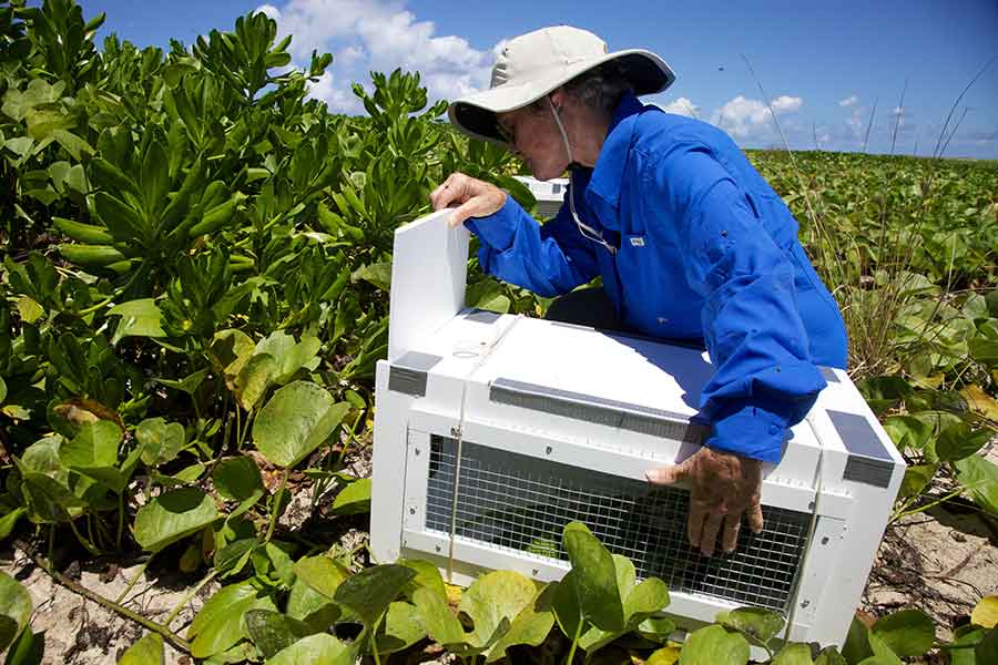 Naturalist Sheila Conant releases an endangered Nihoa millerbird on the small Hawaiian island of Laysan during a translocation expedition in 2012. Photograph by Ryan Hagerty/U.S. Fish & Wildlife Service.