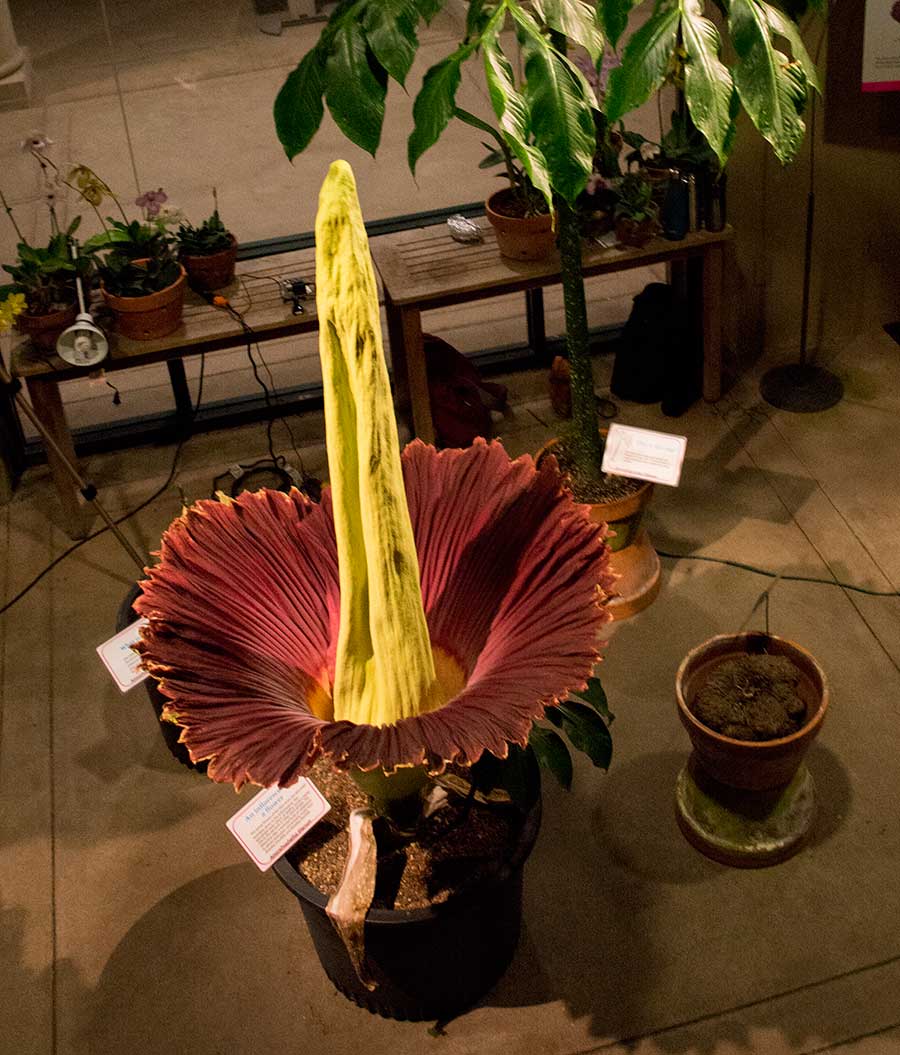 A Corpse Flower, in full bloom, stands tall at night in The Rose Hills Foundation Conservatory for Botanical Science. Photograph by Kate Lain.