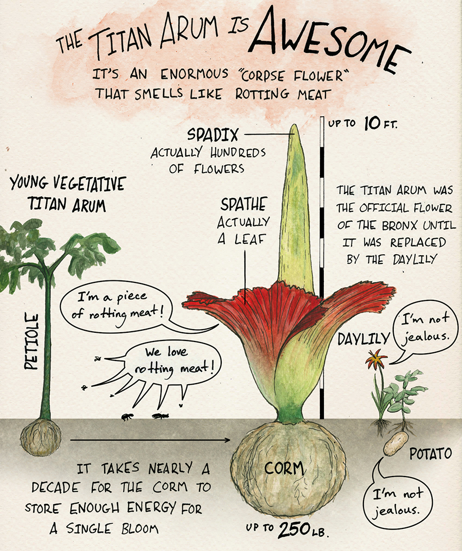 Adam Cole, the “wrangler” of the social media site Skunk Bear, National Public Radio’s Science Tumblr, saw The Huntington’s own Tumblr posts about its Corpse Flower bloom in August 2014. This inspired Cole to create, for the NPR site, the three watercolor and felt-tip pen illustrations that appear on the left. Illustration courtesy of Adam Cole/NPR.