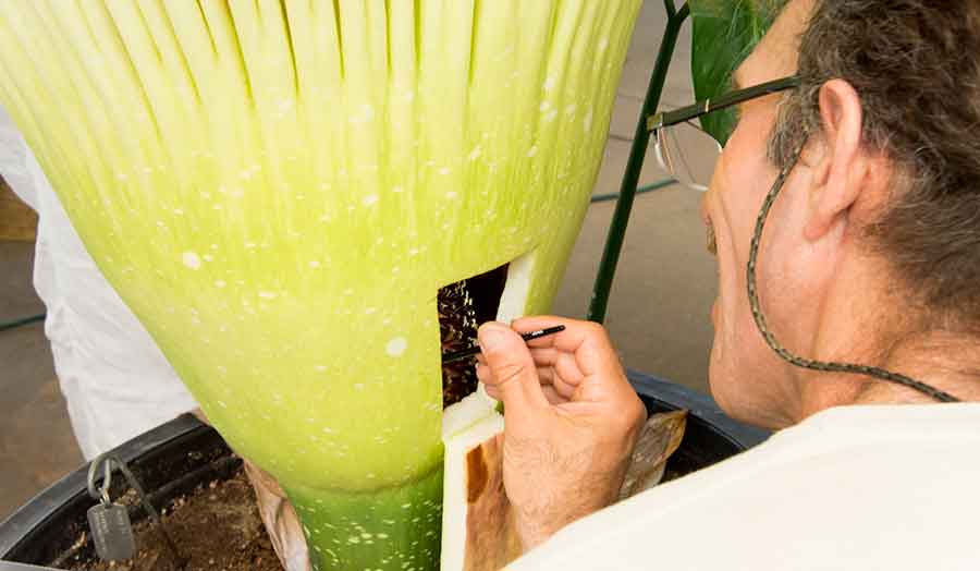 John Trager pollinates Amorphophallus titanum. Photographs by Kate Lain.