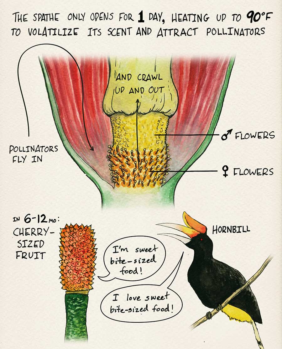 Illustration courtesy of Adam Cole/NPR.