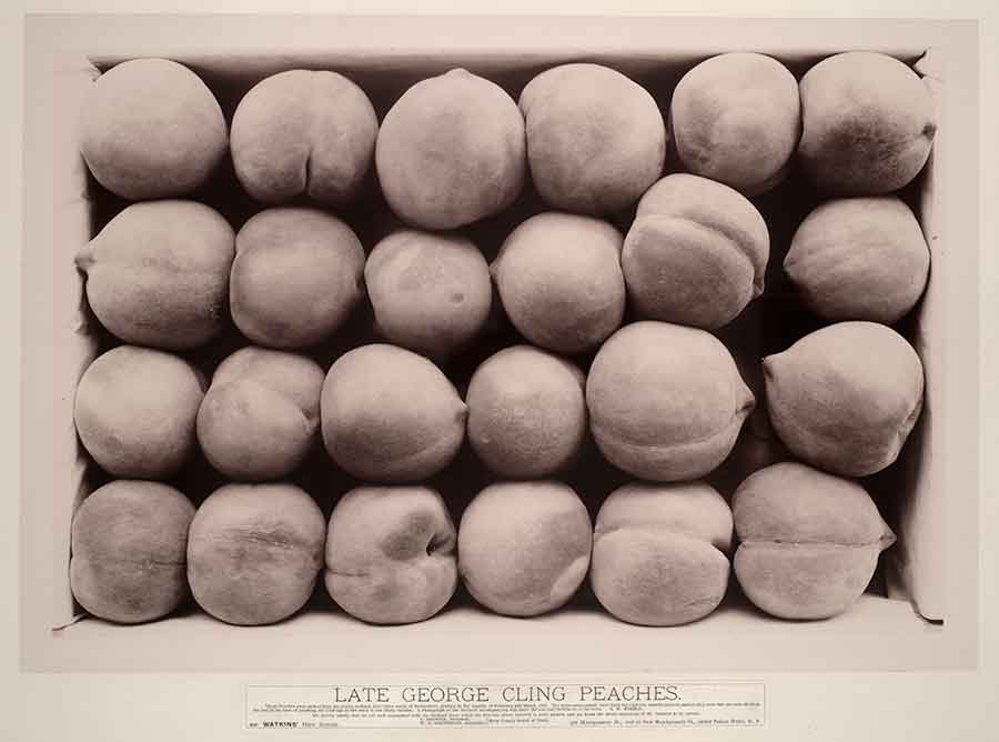Carleton Watkins, Late George Cling Peaches, 1888–89. The Huntington Library, Art Collections, and Botanical Gardens.
