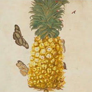 Illsutration of a pineapple