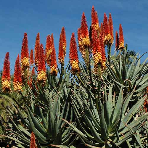 Red and yellow aloe in the Desert Garden