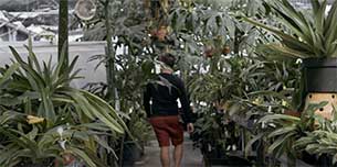 Inside tropical greenhouse