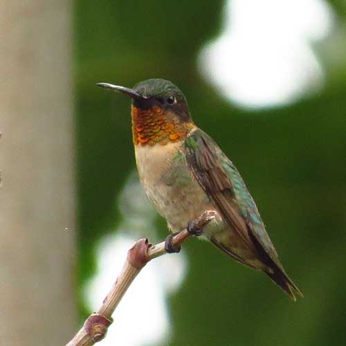 Hummingbird