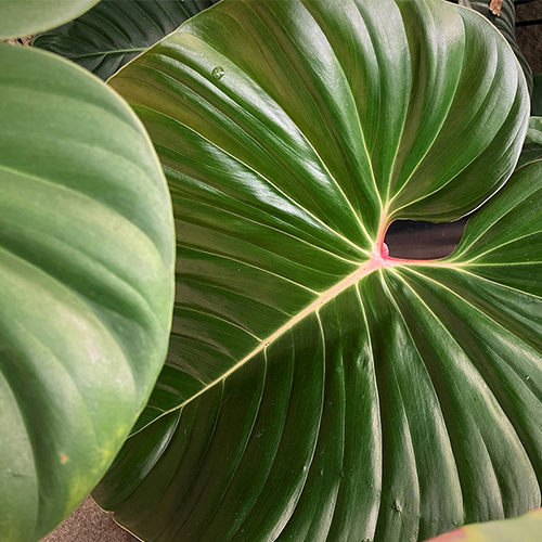 A large, glossy green leaf of Philodendron “lynamii”. The leaf's center "spine" points lower-left to upper-right and thickens as it gets closer to the apex of the leaf. On the top-right the leaf splits at a red and orange hued "break" and each "half" of the leaf curves back inward with the ends "kissing" back in the middle.