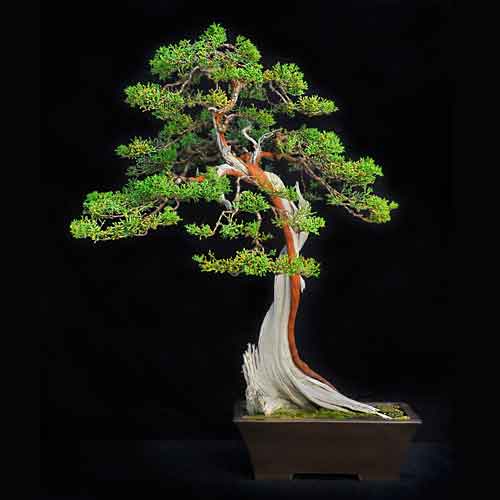 California juniper bonsai tree