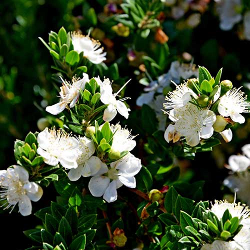 Myrtle flowers
