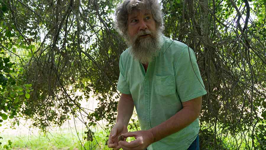 Tim Thibault, the curator of woody collections at The Huntington, searches for oak galls. Photo by Aric Allen.