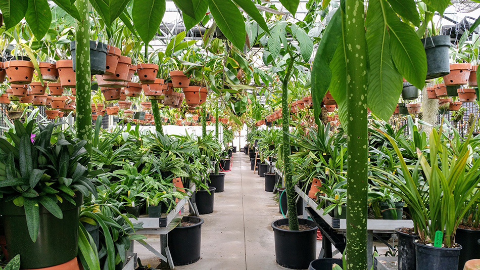 Orchid Nursery