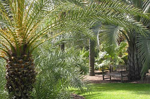 Palm Garden