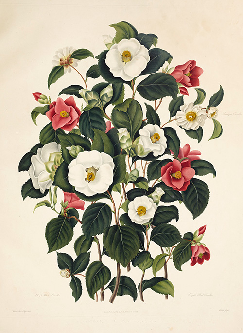 Samuel Curtis (1779–1860), A Monograph on the Genus Camellia, with illustrations by Clara Maria Pope (d. 1838). London: John and Arthur Arch, 1819. The Huntington Library, Art Collections, and Botanical Gardens.