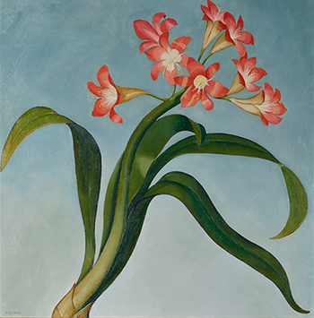 Henrietta Shore (1880 – 1963), Clivia, ca. 1930, oil and pencil on canvas laid down on board, 26 × 26 in.