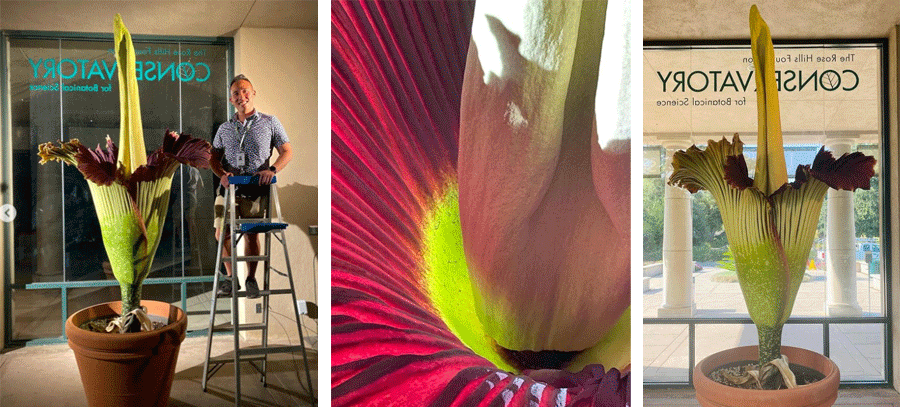Corpse Flower The Huntington Corpse Flower The Huntington
