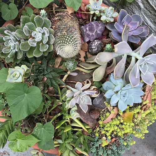 Succulents