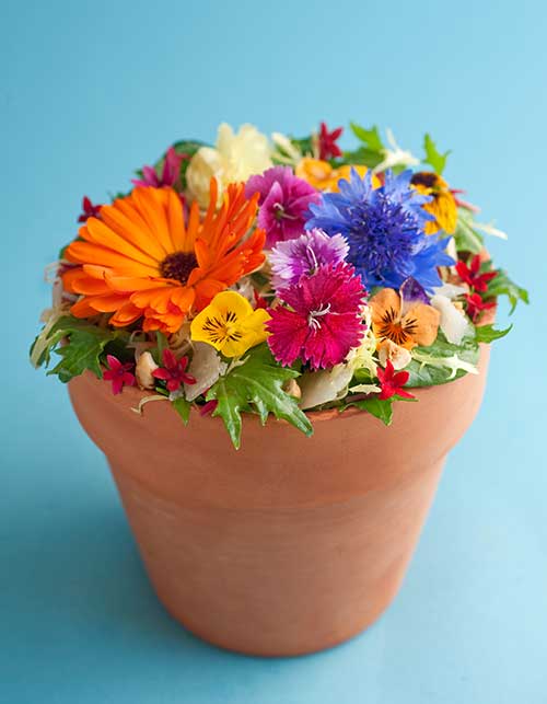 Flowerpot salad