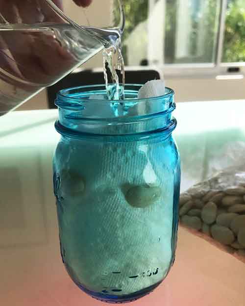 Glass jar filled with water and seeds