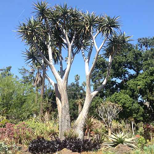 A group of aloe trees