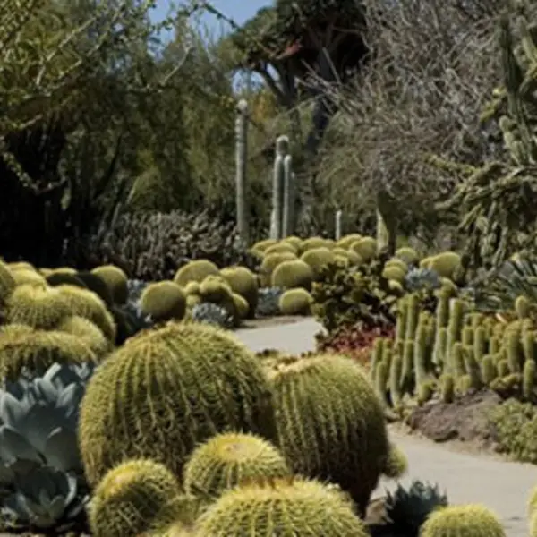 A well-worn asphalt walking path snakes through a desert garden of cactus and succulants.