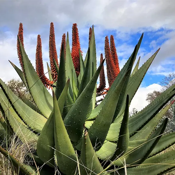 Aloe ferox with red inflorescences.