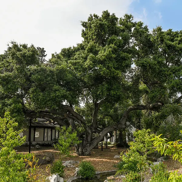 The Coast Live Oak in the Chinese Garden.