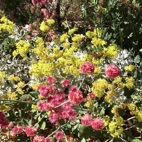Sunlit flowers of yellow and reddish-pink.