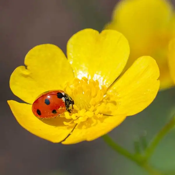 An industrious ladybug helps pollinate a sunny yellow buttercup. Photo by Martha Benedict.