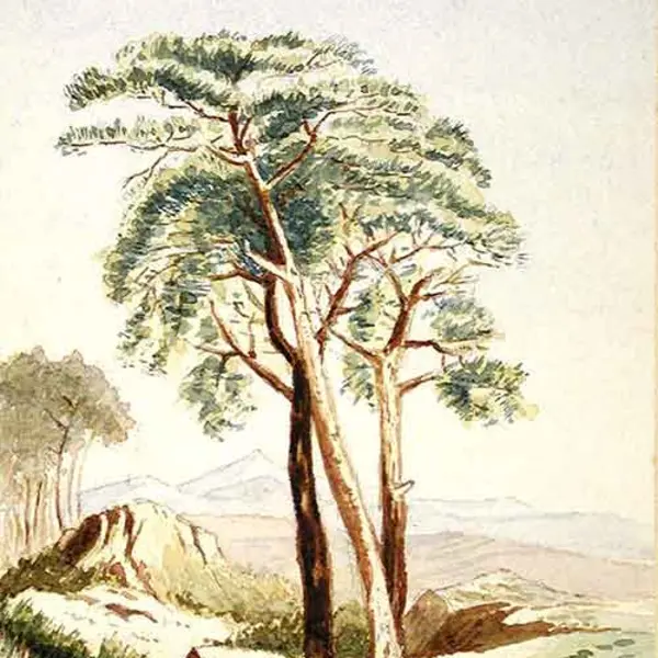 Joseph Basil Girard, Landscape with Trees, Oct. 15, 1890, watercolor on paper, 5 x 3 1/2 in. (12.7 x 8.9 cm.), purchased with funds from the Virginia Steele Scott Foundation. The Huntington Library, Art Museum, and Botanical Gardens.