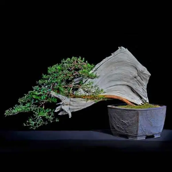 California juniper (Juniperus californica), Han-kengai  or semicascade style bonsai, estimated age of original plant material: 1,500–1,800 years old. Collected from JawboneCanyon, Mojave Desert and displayed in pot made by Sara Rayner. Collected, styled, and donated by Shig Miya. Photo by Andrew Mitchell. The Huntington Library, Art Museum, and Botanical Gardens. 