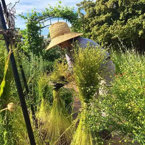 Kelly Fernandez, head gardener of the Herb Garden and the Shakespeare Garden, harvests bundles of flax from The Huntington’s Herb Garden. Photo courtesy of Kelly Fernandez.