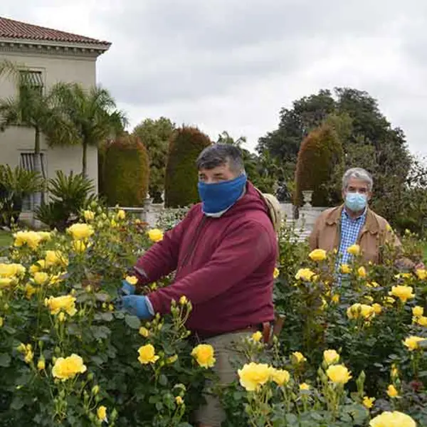 Rose Garden curator Tom Carruth (far right) and gardeners John Villarreal (center) and Noel Aviña (left) maintain social distancing and wear face masks for added safety while tending the garden during The Huntington’s county-mandated closure due to the COVID-19 pandemic.