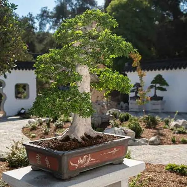 A penjing in the Verdant Microcosm, a new complex built to display a collection of the miniaturized plant landscapes in The Huntington’s Chinese Garden. Photo by Jamie Pham.