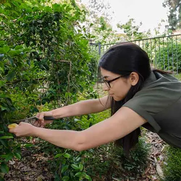 Dana Austria, a botanical intern and a junior at the University of Southern California, takes a sample of     Cleyera japonica, a flowering evergreen shrub that grows in The Huntington’s Japanese Garden. Photo by Lisa Blackburn.