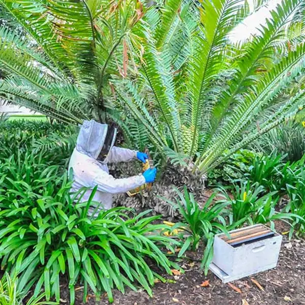 Rescuing a bee hive from a cycad