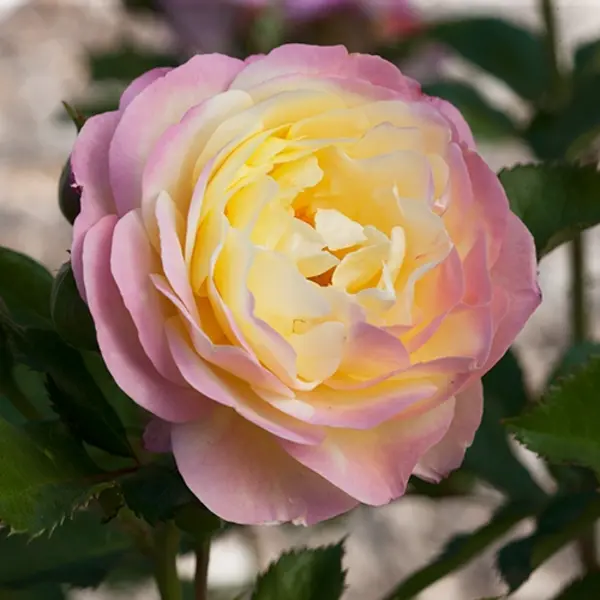 The Huntingtons Hundredth Rose, an old-fashioned rose, soft pastel yellow touched with a blush of orchid pink and cream