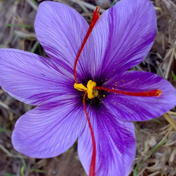purple flower with six petals