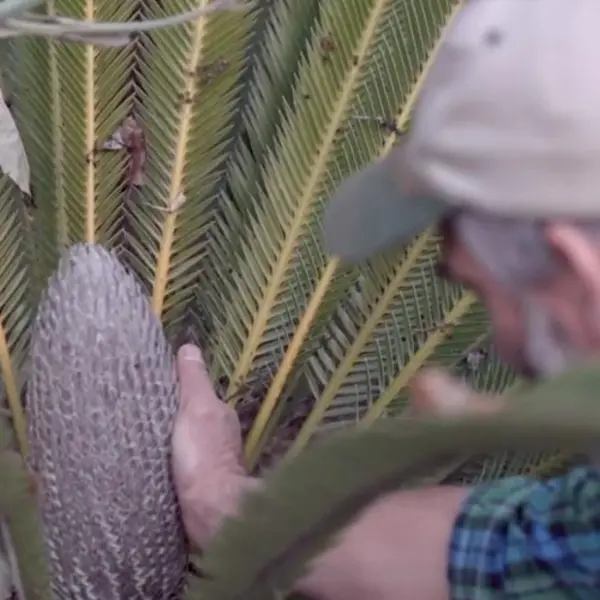 A Huntington botanical researcher places a hand on a cycad cone to feel its temperature as part of a study on how weevils pollinate Dioon cycads.