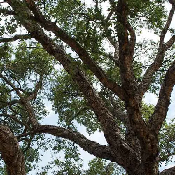 Photo of cork oak