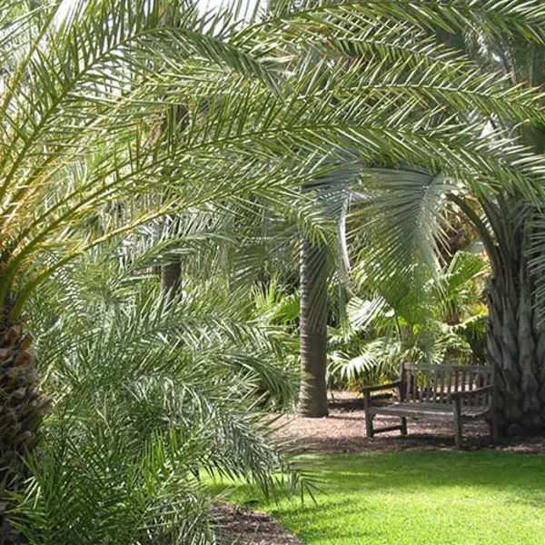 Palm Garden bench