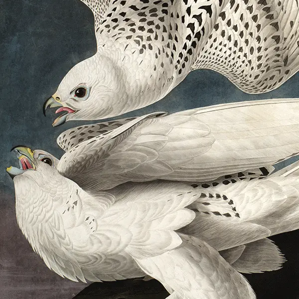 two white falcons