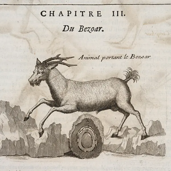 Detail of an engraving of a goat