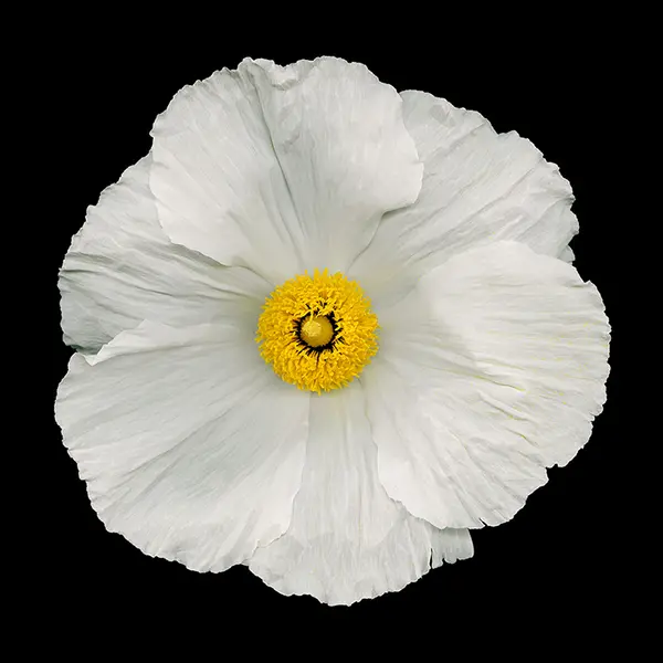 Photograph of white poppy